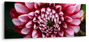 Rózsaszín dália képe (120x50 cm)