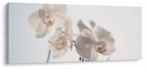 Fehér orchidea képe (120x50 cm)