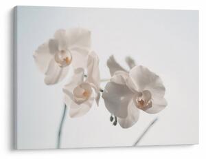 Fehér orchidea képe (70x50 cm)