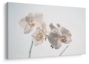 Fehér orchidea képe (90x60 cm)