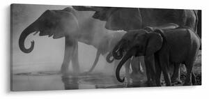 Elefánt képe - fekete fehér (120x50 cm)