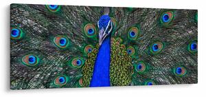 Kép - Páva (120x50 cm)