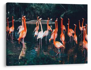 Flamingók csordája (70x50 cm)