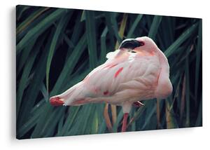 Kép - Flamingó (90x60 cm)