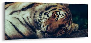 Kép - Szibériai tigris (120x50 cm)