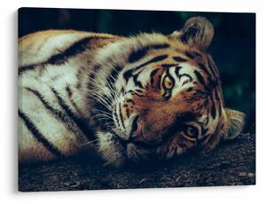 Kép - Szibériai tigris (70x50 cm)