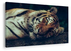 Kép - Szibériai tigris (90x60 cm)