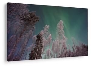 Az aurora borealis képe fagyos fák felett (90x60 cm)