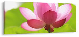 Lótuszvirág kép (120x50 cm)