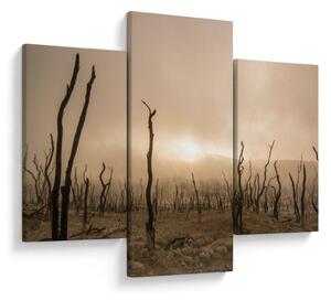 Kép - Csupasz fák (90x60 cm)