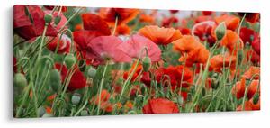 Egy kép a pipacs mezőről (120x50 cm)