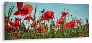 Kép - Pipacsos mező (120x50 cm)
