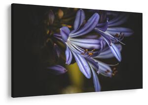 Kép - Lila (90x60 cm)
