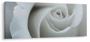 Kép - Fehér rózsa (120x50 cm)