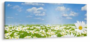 A virágzó rét százszorszépekkel képe (120x50 cm)