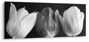Kép - fekete-fehér tulipán virág (120x50 cm)