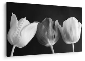 Kép - fekete-fehér tulipán virág (90x60 cm)