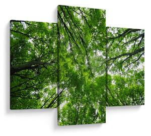 Kép - Kilátás a fák tetejére (90x60 cm)