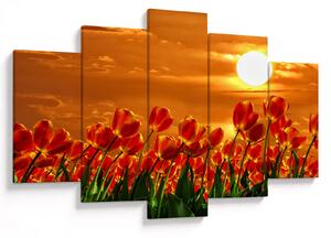 Kép egy virágzó mező tulipánokkal (150x105 cm)
