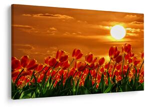 Kép egy virágzó mező tulipánokkal (90x60 cm)