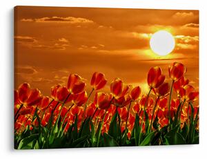 Kép egy virágzó mező tulipánokkal (70x50 cm)