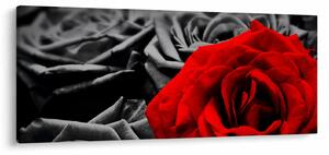 Kép - Rózsa virágok (120x50 cm)
