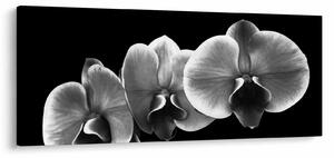 Egy orchidea virág képe (120x50 cm)