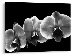 Egy orchidea virág képe (70x50 cm)