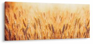 Kép - mező gabonával (120x50 cm)