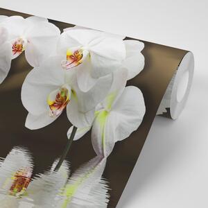 Tapéta orchidea és lepke