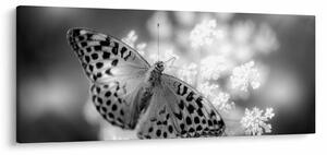 Kép - Részlet egy virágot beporzó pillangóról (120x50 cm)