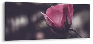 Kép - Rózsa virág részlete (120x50 cm)