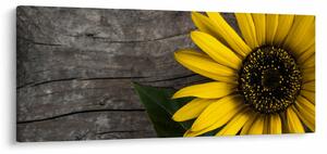 Kép - Napraforgó virága (120x50 cm)