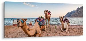 A tevék képe (120x50 cm)