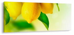 A citrom képe (120x50 cm)