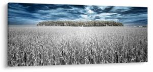 A mező képe (120x50 cm)