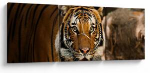 Tigris képe (órával) (90x30 cm)
