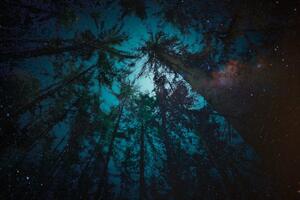 Tapéta éjszaka az erdőben
