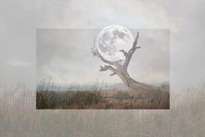 Öntapadó tapéta hold egy fa karjában