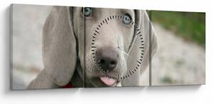 Kép - weimaraner kölyökkutya (órával) (90x30 cm)