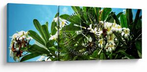 Kép - Plumeria (órával) (90x30 cm)