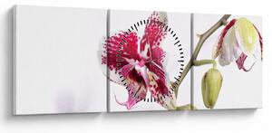 Orchidea virág képe (órával) (90x30 cm)