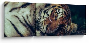 Kép - Szibériai tigris (órával) (90x30 cm)