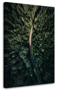 Gario Vászonkép Az erdő madártávlatból - Nikita Abakumov Méret: 40 x 60 cm