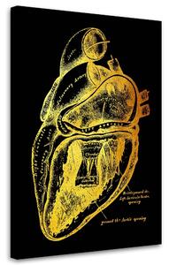 Gario Vászonkép Arany anatómia, szívmuködés - Gab Fernando Méret: 40 x 60 cm