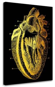 Gario Vászonkép Arany anatómia, az emberi szív keresztmetszete - Gab Fernando Méret: 40 x 60 cm