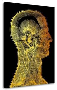 Gario Vászonkép Arany anatómia, az arc izmai - Gab Fernando Méret: 40 x 60 cm