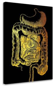 Gario Vászonkép Arany anatómia, gyomor-bélrendszeri traktus - Gab Fernando Méret: 40 x 60 cm