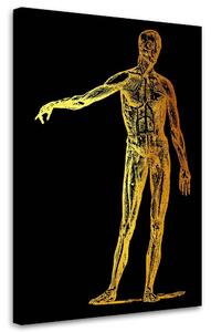 Gario Vászonkép Arany anatómia, test - Gab Fernando Méret: 40 x 60 cm