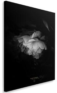 Gario Vászonkép Fekete-fehér pünkösdi rózsa - Dmitry Belov Méret: 40 x 60 cm